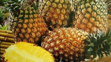 Я куплю вам ананасы, но они будут из кирпичей, — Кернес о закупках зоопарка