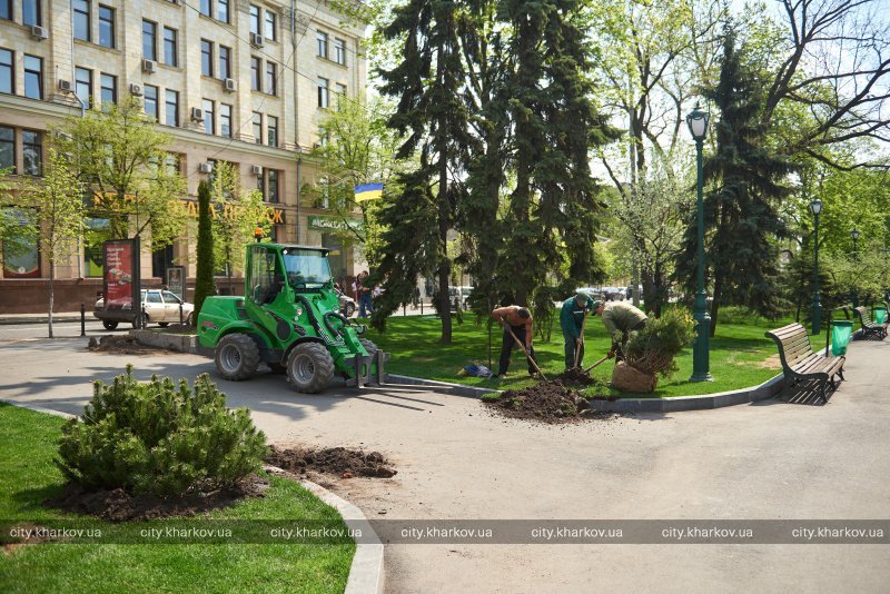 В центре Харькова высадят горные сосны (фото)