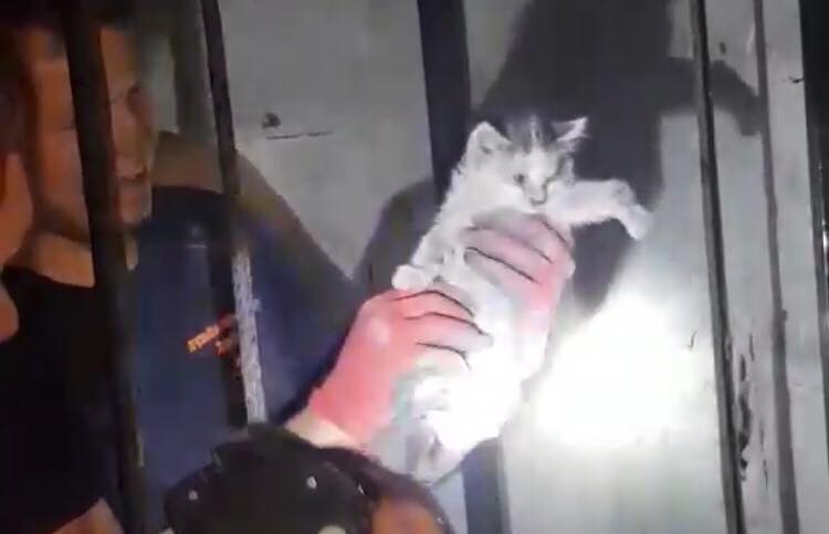 В Харькове коммунальщики  спасли котёнка застрявшего в стене (видео)