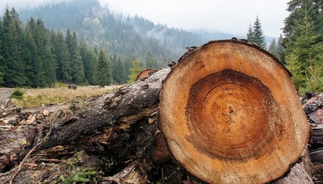 Рада ужесточила наказание за незаконную вырубку лесов