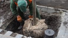 В Харькове высадят более 900 деревьев