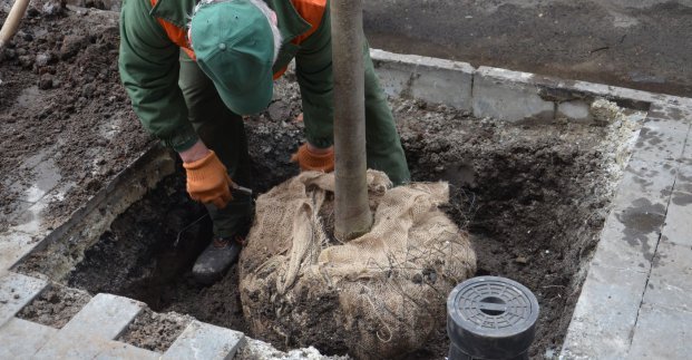 В Харькове высадят более 900 деревьев