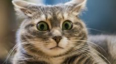 Коты могут распознавать свои имена — ученые