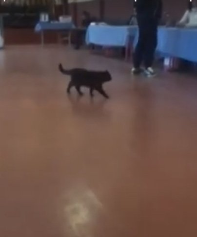 На одну з виборчих дільниць Харківщини потрапив чорний кіт (відео)