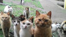 В Харькове бесплатно стерилизуют бездомных кошек