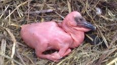 У Харківському зоопарку — поповнення у родині рожевого пелікана (відео)