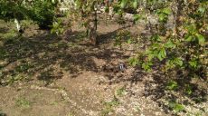 Во двор жительницы Харьковщины бросили гранату (фото)