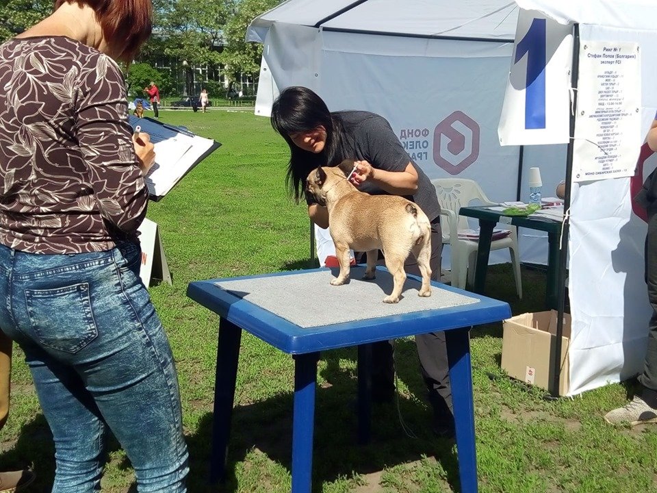 В Харькове проходит Международная выставка собак