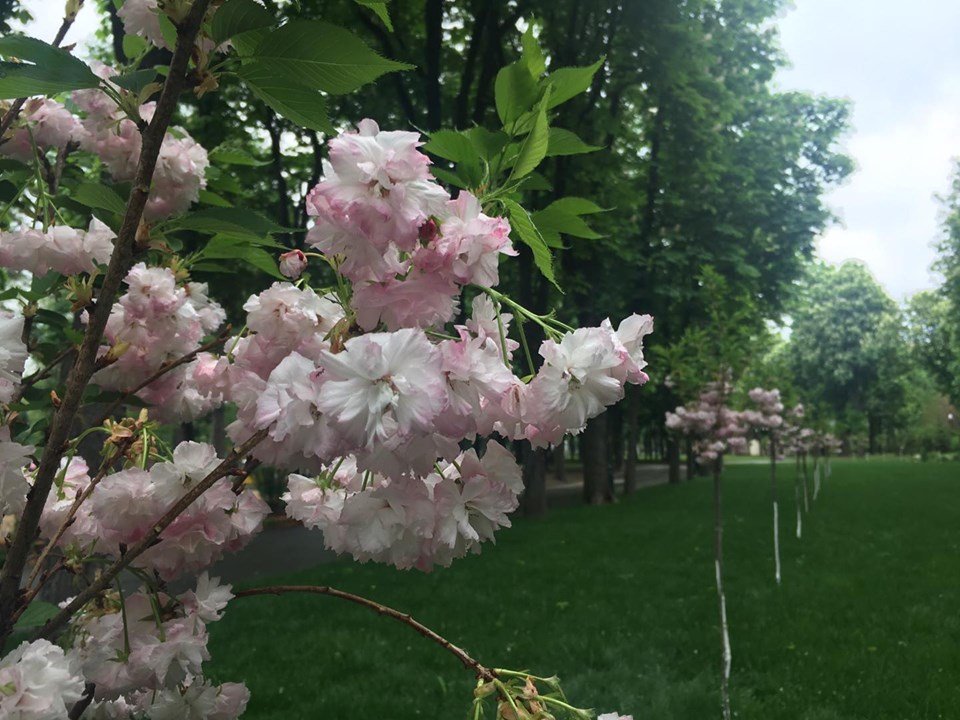 В парке Горького расцвела сакура (фоторепортаж)