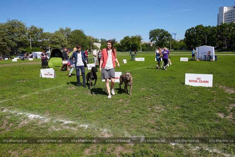 У Харкові відбулась міжнародна виставка собак (відео)