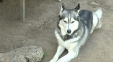 У Харкові мешканці одного з районів скаржаться на майданчик для вигулу собак (відео)
