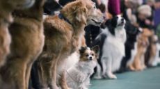 В Харькове пройдет международная выставка собак