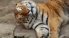 Харківському тигру Єлисею виповнилося три роки (відео)