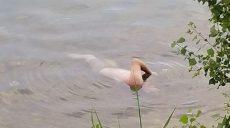 В Харькове на пляже всплыл утопленник (видео, фото 18+)