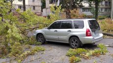 Полиция предоставила подробности падения дерева на автомобиль (фото)