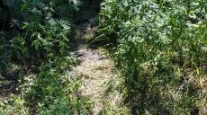 Житель Харьковщины обустроил в огороде наркоплантацию