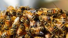 Полиция расследует массовое отравление пчел на Харьковщине