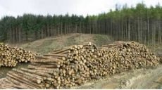 «Лесные схемы», — о коррупции в лесных хозяйствах расскажут на телеканале «Симон»