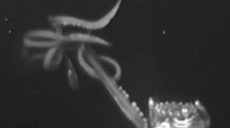 Как автомобиль: ученые засняли кальмара-гиганта (видео)