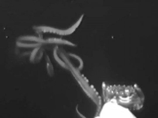 Как автомобиль: ученые засняли кальмара-гиганта (видео)