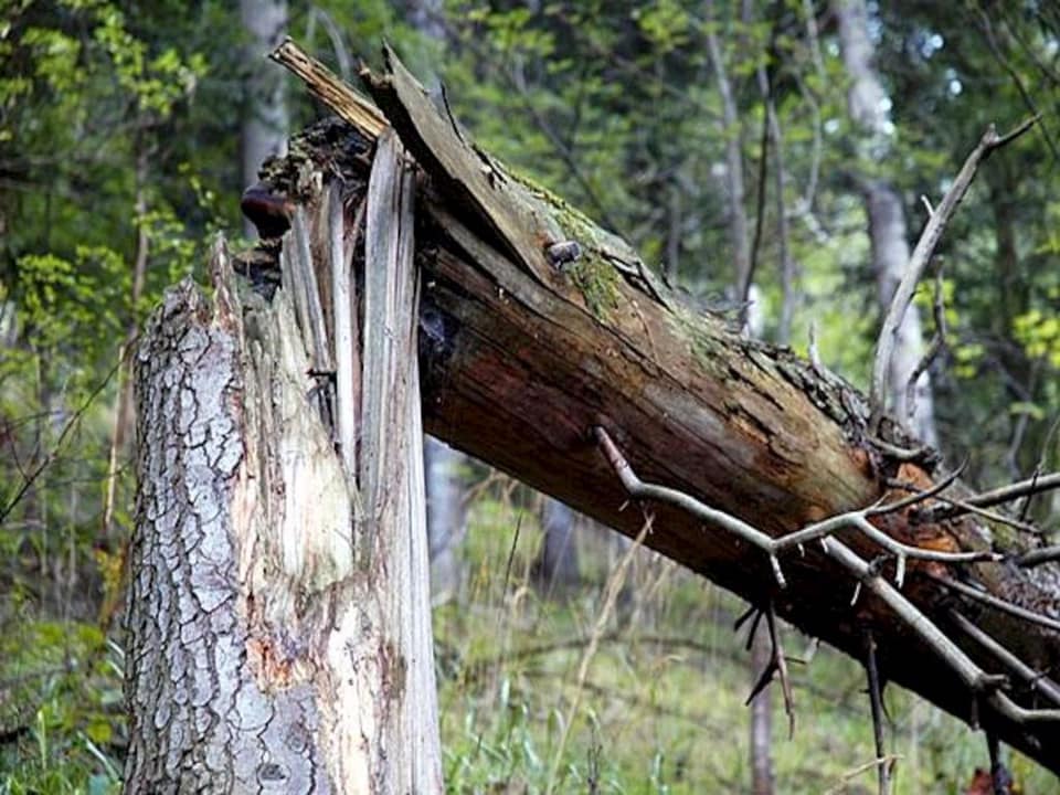 Рухнувшее на Старом Салтове дерево унесло жизнь еще одного человека