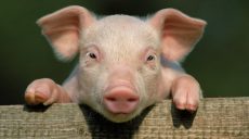 На Харьковщине в частном домовладении обнаружена африканская чума свиней