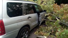 В Харькове дерево упало на автомобиль во время движения: пассажир — в шоковом состоянии (фото)
