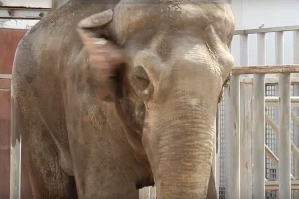 У Харківському зоопарку обіцяють покращити умови для індійських слонів (відео)