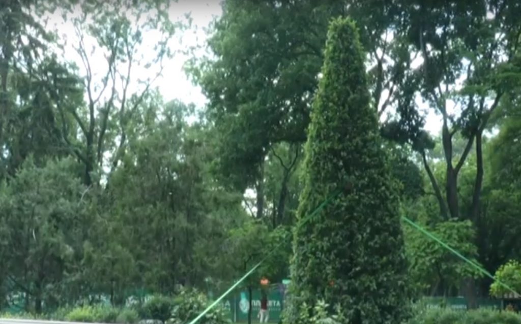У Харкові чиновники витратили на дерева 15 мільйонів гривень (відео)