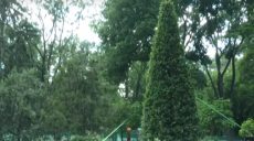 У Харкові чиновники витратили на дерева 15 мільйонів гривень (відео)