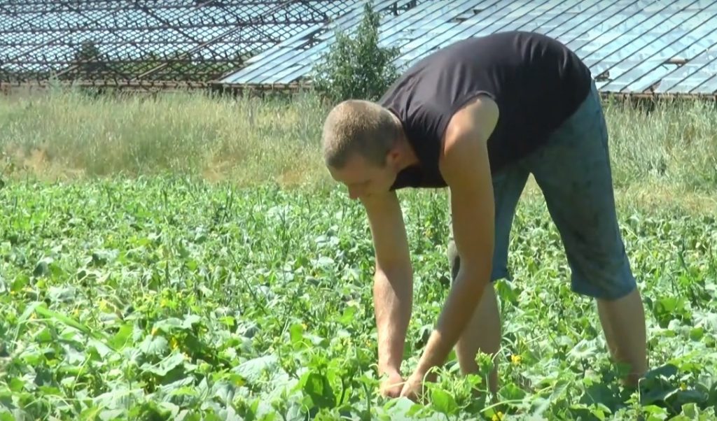 На Харківщині ув’язнені почали збирати врожай (відео)