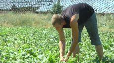 На Харківщині ув’язнені почали збирати врожай (відео)
