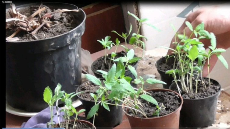 На Харьковщине мужчина у себя на балконе выращивал каннабис (фото)