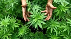 Верховна Рада переносить розгляд законопроекту щодо легалізації медичного канабісу (відео)