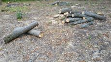 Борьба с вырубкой леса: нарушения зафиксированы в Изюмском районе