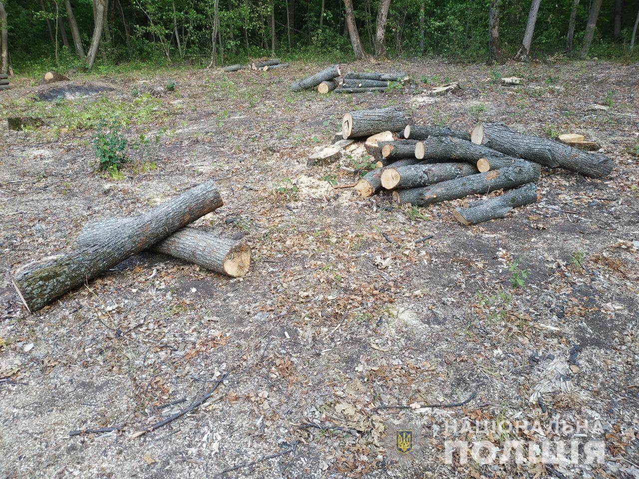 Борьба с вырубкой леса: нарушения зафиксированы в Изюмском районе