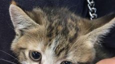 Полицейская спасла котенка