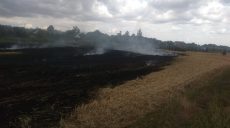 Спасатели ликвидировали пожар на пшеничном поле (фото)