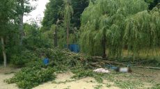 Падение тополя на отдыхающих: оставшийся в живых мужчина находится в стабильно тяжелом состоянии