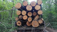 Зупинити вирубки лісів на Харківщині: анонс спецрепортажу медіагрупи «Об’єктив»