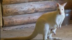 В экопарке родился кенгуру-альбинос (фото)