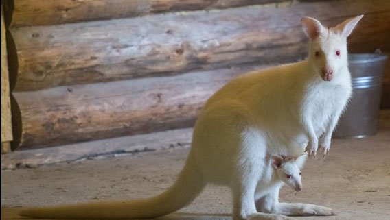 В экопарке родился кенгуру-альбинос (фото)