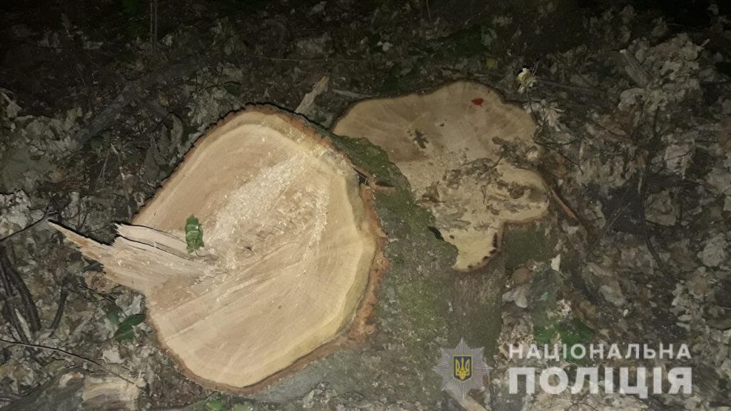 На Харьковщине суд наложил арест на вырубленную древесину лесного хозяйства