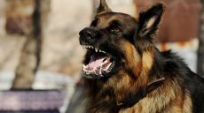 Пошматували 28-річного чоловіка у Дергачах: собак у власника і досі не конфіскували (відео)