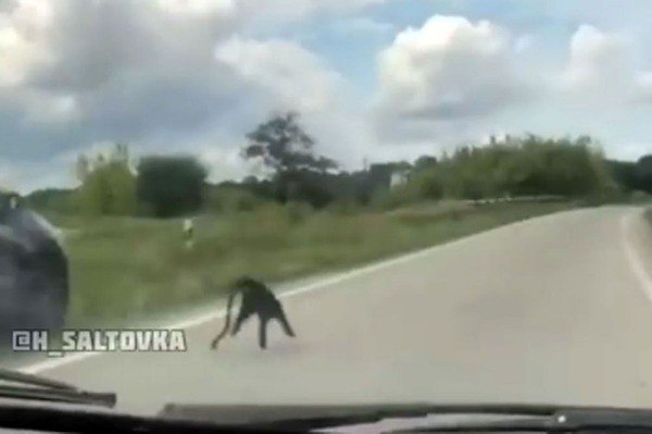 Харьковская полиция не ловила обезьяну на Окружной дороге