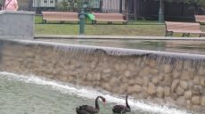 Зоологи прокомментировали ситуацию с лебедями в саду Шевченко (фото)