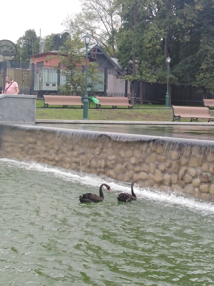 Лебеді у новому озері в саду Шевченка: що буде з птахами (відео)