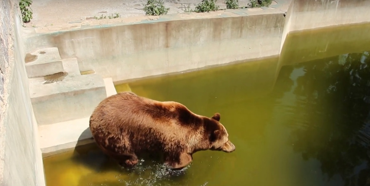Як рятуються тварини Харківського зоопарку від аномальної спеки? (відео)