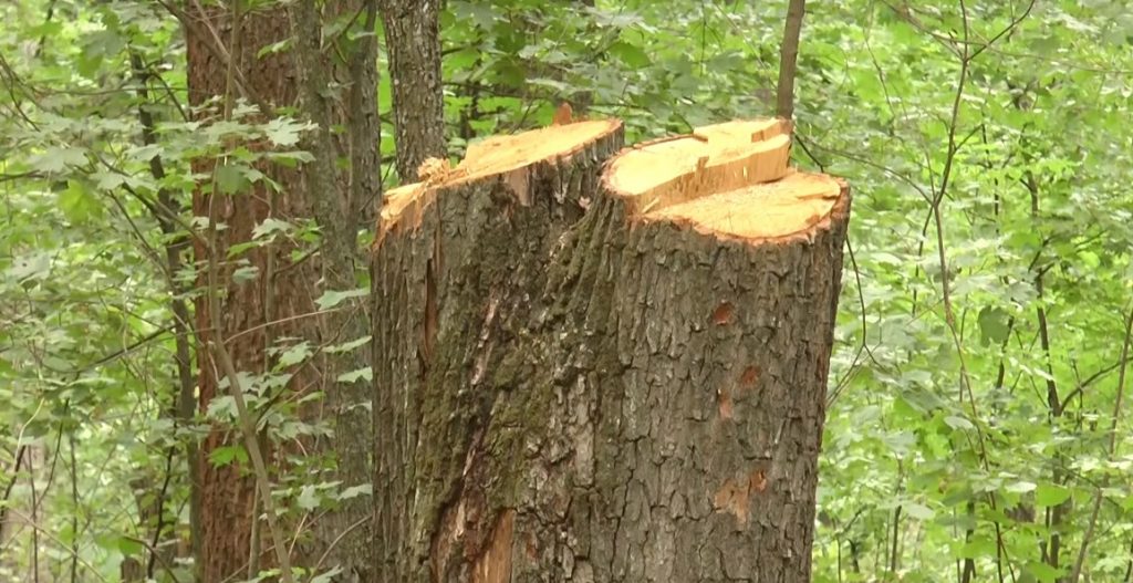 На Харківщині зафіксували незаконну вирубку дерев (відео)