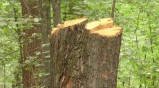 На Харківщині зафіксували незаконну вирубку дерев (відео)